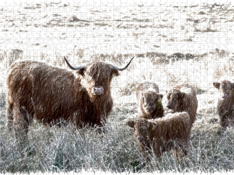 Schottisches Hochlandrind in Glencoe - CALVENDO Foto-Puzzle - calvendoverlag 29.99