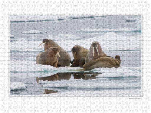 Emotional Moments: Die Tierwelt der Arktis. UK-Version - CALVENDO Foto-Puzzle - calvendoverlag 29.99