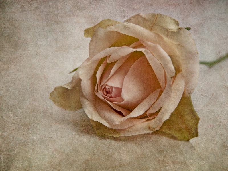 La vie en rose - CALVENDO Foto-Puzzle - calvendoverlag 29.99