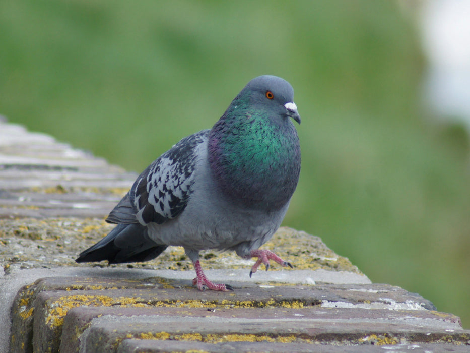 Taube auf dem Catwalk - CALVENDO Foto-Puzzle - calvendoverlag 29.99