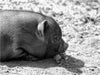 Minischwein Ferkel - CALVENDO Foto-Puzzle - calvendoverlag 29.99