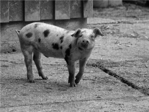 Glückliches Bentheimer Ferkel - CALVENDO Foto-Puzzle - calvendoverlag 29.99