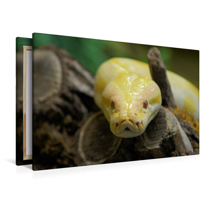 Premium Textil-Leinwand Premium Textil-Leinwand 120 cm x 80 cm quer Albino Python