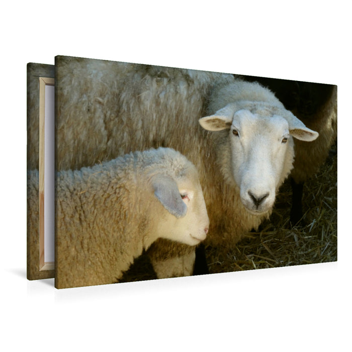 Premium Textil-Leinwand Premium Textil-Leinwand 120 cm x 80 cm quer Schaf mit Lamm