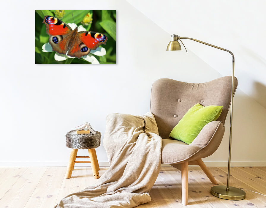 Toile textile premium Toile textile premium 75 cm x 50 cm paysage Paon papillon sur fleur blanche 