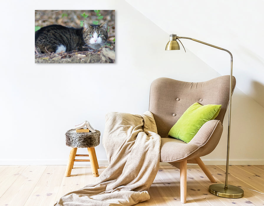 Premium textile canvas Premium textile canvas 75 cm x 50 cm landscape Tabby house cat 