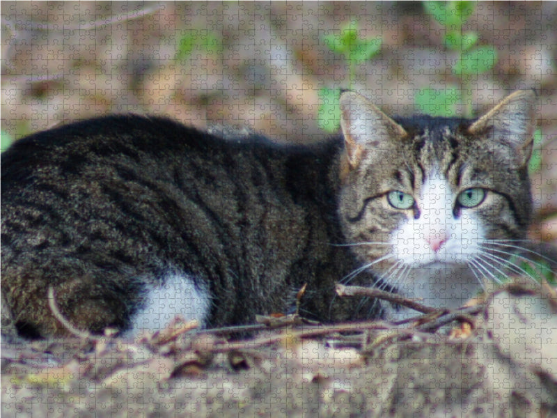 Getigerte Hauskatze - CALVENDO Foto-Puzzle - calvendoverlag 29.99