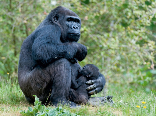 Gorilla mit Baby - CALVENDO Foto-Puzzle - calvendoverlag 79.99