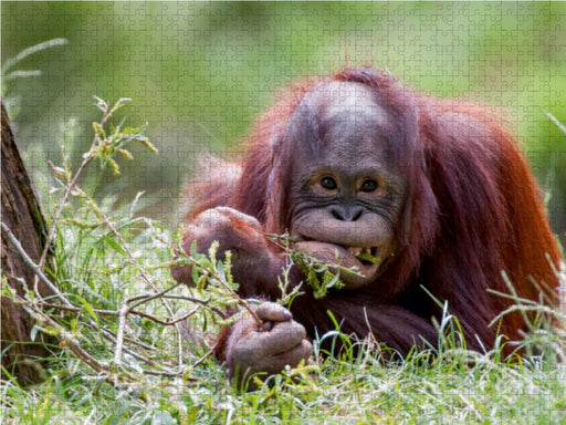 Orang Utan - CALVENDO Foto-Puzzle - calvendoverlag 79.99