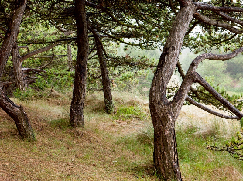 Kiefernwald am Leuchtturm - CALVENDO Foto-Puzzle - calvendoverlag 39.99