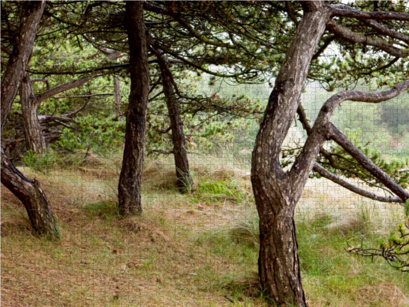 Kiefernwald am Leuchtturm - CALVENDO Foto-Puzzle - calvendoverlag 39.99