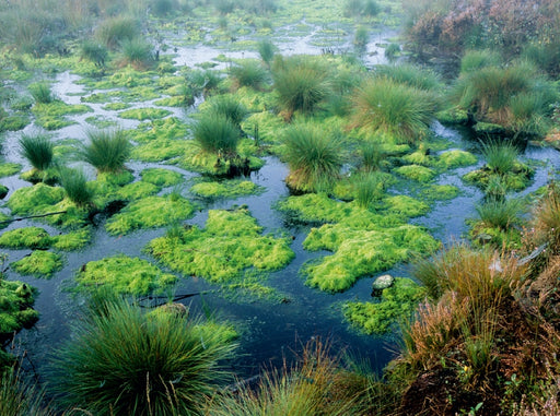 Zauberhaftes Moor - CALVENDO Foto-Puzzle - calvendoverlag 39.99