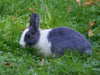 Grau weißes Kaninchen on Tour - CALVENDO Foto-Puzzle - calvendoverlag 29.99