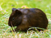 Dunkles Meerschweinchen Baby - CALVENDO Foto-Puzzle - calvendoverlag 29.99