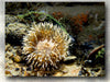 Seeanemone mit Miesmuschel und Alge - CALVENDO Foto-Puzzle - calvendoverlag 29.99