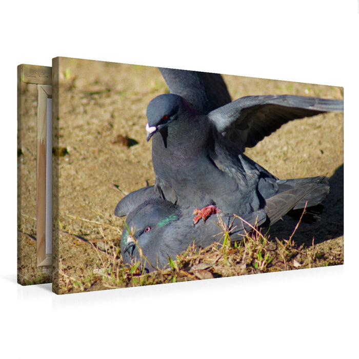 Premium textile canvas Premium textile canvas 75 cm x 50 cm landscape doves love 