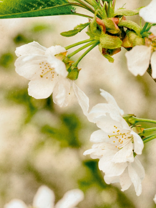 Birnenblüte - CALVENDO Foto-Puzzle - calvendoverlag 29.99