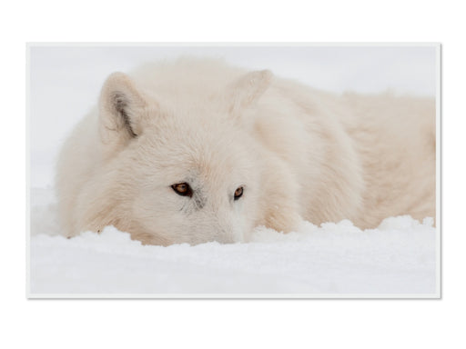 Emotionale Momente: Polarwölfe. / CH-Version - CALVENDO Foto-Puzzle - calvendoverlag 79.99