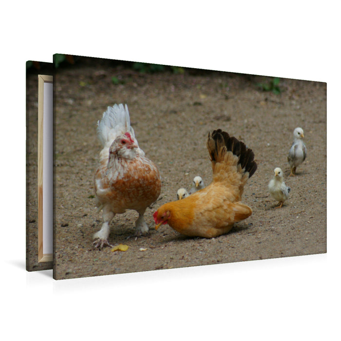 Premium textile canvas Premium textile canvas 120 cm x 80 cm landscape Funny flock of chickens 