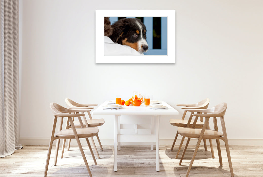 Premium Textil-Leinwand Premium Textil-Leinwand 120 cm x 80 cm quer Ein Motiv aus dem Kalender Emotionale Momente: Berner Sennenhund. / CH-Version