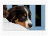 Emotionale Momente: Berner Sennenhund. / CH-Version - CALVENDO Foto-Puzzle - calvendoverlag 79.99