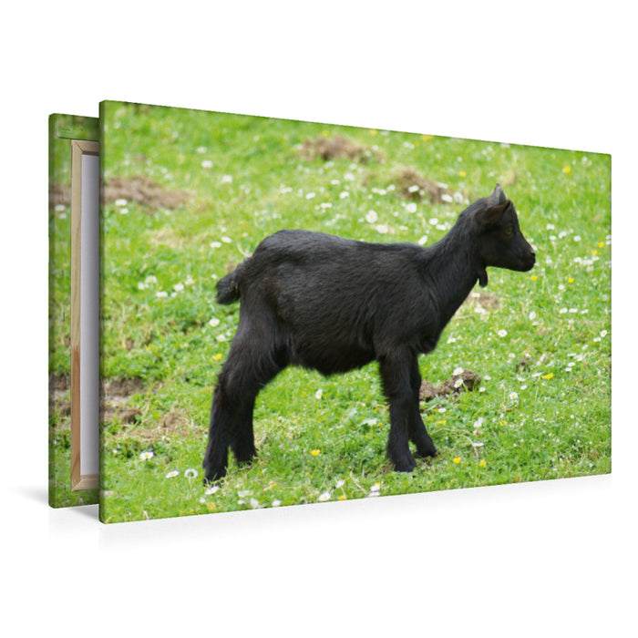 Toile textile premium Toile textile premium 120 cm x 80 cm paysage Chèvre naine noire bébé 