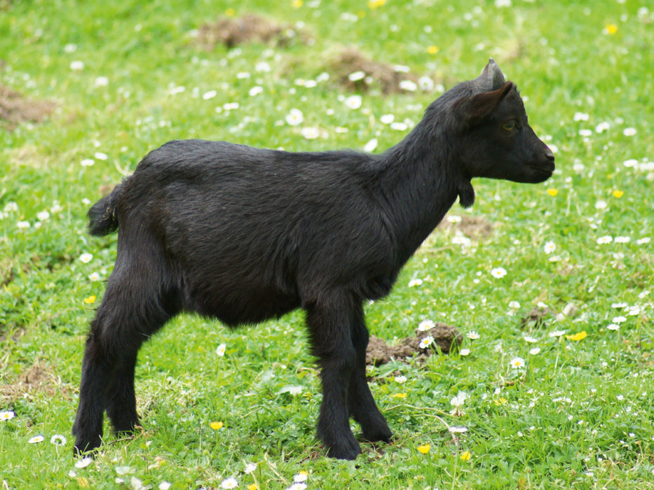 Schwarzes Zwergziegen Baby - CALVENDO Foto-Puzzle - calvendoverlag 29.99