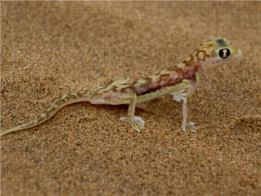 Wüstengecko - CALVENDO Foto-Puzzle - calvendoverlag 29.99