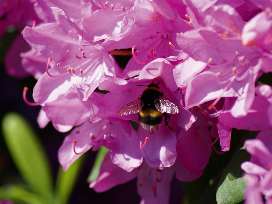 Hummel in rosa Rhododendron Blüte - CALVENDO Foto-Puzzle - calvendoverlag 29.99