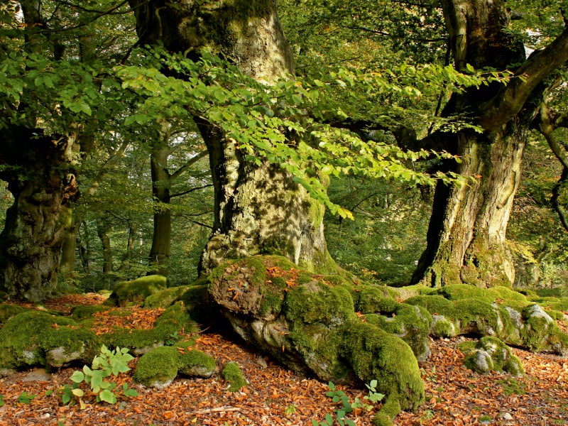 Uralte Hutebuchen im Halloh - CALVENDO Foto-Puzzle - calvendoverlag 29.99