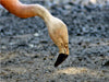 Flamingo Portrait - CALVENDO Foto-Puzzle - calvendoverlag 39.99