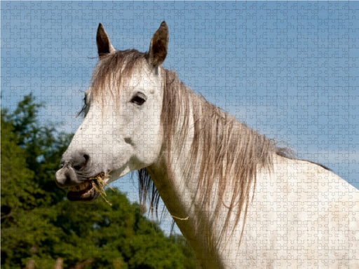 Lustiger Schimmel - ein Pferd mit Humor - CALVENDO Foto-Puzzle - calvendoverlag 29.99