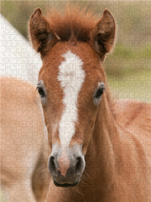Camargue Pferd Fohlen - CALVENDO Foto-Puzzle - calvendoverlag 29.99