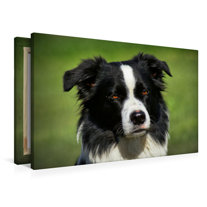 Premium Textil-Leinwand Premium Textil-Leinwand 90 cm x 60 cm quer Border Collie