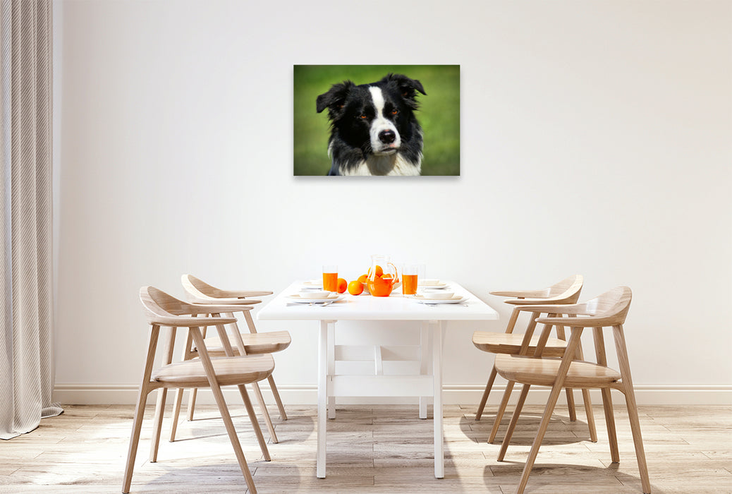 Premium Textil-Leinwand Premium Textil-Leinwand 90 cm x 60 cm quer Border Collie