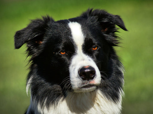 Border Collie - CALVENDO Foto-Puzzle - calvendoverlag 29.99