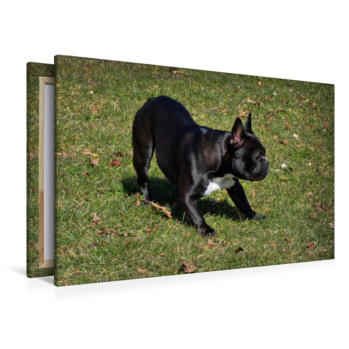 Premium Textil-Leinwand Premium Textil-Leinwand 120 cm x 80 cm quer Spielende Französische Bulldogge