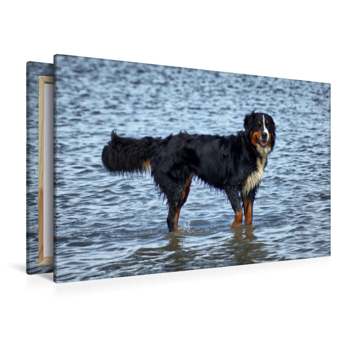 Premium Textil-Leinwand Premium Textil-Leinwand 120 cm x 80 cm quer Berner Sennenhund in der Nordsee