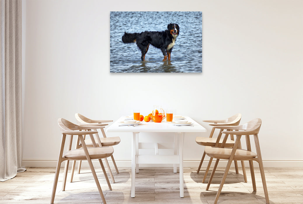 Premium Textil-Leinwand Premium Textil-Leinwand 120 cm x 80 cm quer Berner Sennenhund in der Nordsee