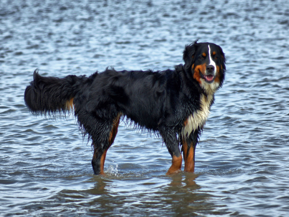 Berner Sennenhund in der Nordsee - CALVENDO Foto-Puzzle - calvendoverlag 29.99