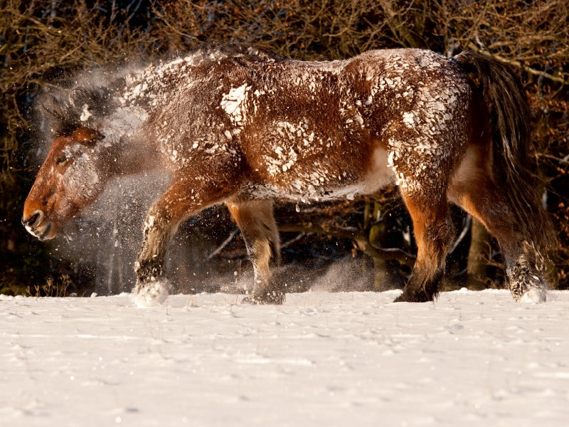Kaltblüter fühlen sich auch im Schnee wohl - CALVENDO Foto-Puzzle - calvendoverlag 29.99