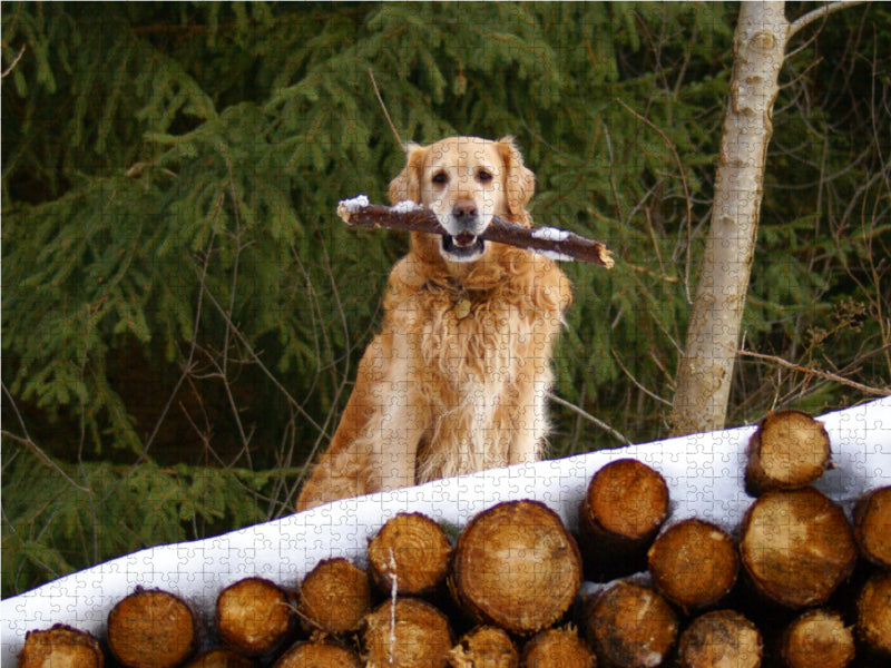 Golden Retriever im Winter - CALVENDO Foto-Puzzle - calvendoverlag 29.99