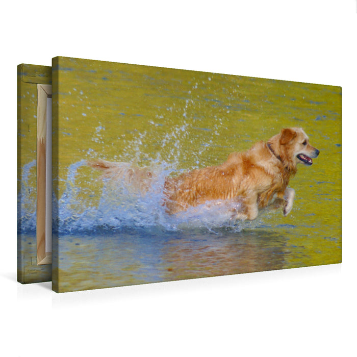 Premium Textil-Leinwand Premium Textil-Leinwand 75 cm x 50 cm quer Golden Retriever im goldenen Wasser