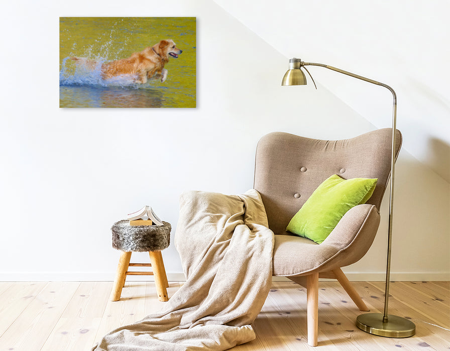 Premium Textil-Leinwand Premium Textil-Leinwand 75 cm x 50 cm quer Golden Retriever im goldenen Wasser