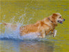 Golden Retriever im goldenen Wasser - CALVENDO Foto-Puzzle - calvendoverlag 29.99