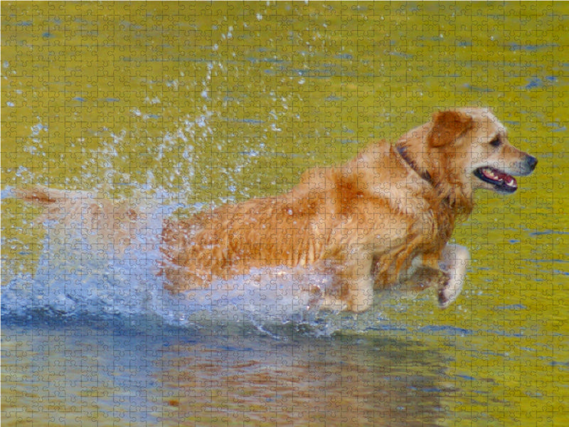 Golden Retriever im goldenen Wasser - CALVENDO Foto-Puzzle - calvendoverlag 29.99