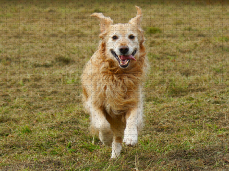 Golden Retriever in Aktion - CALVENDO Foto-Puzzle - calvendoverlag 29.99