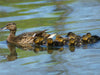 Stockente mit Küken - CALVENDO Foto-Puzzle - calvendoverlag 29.99