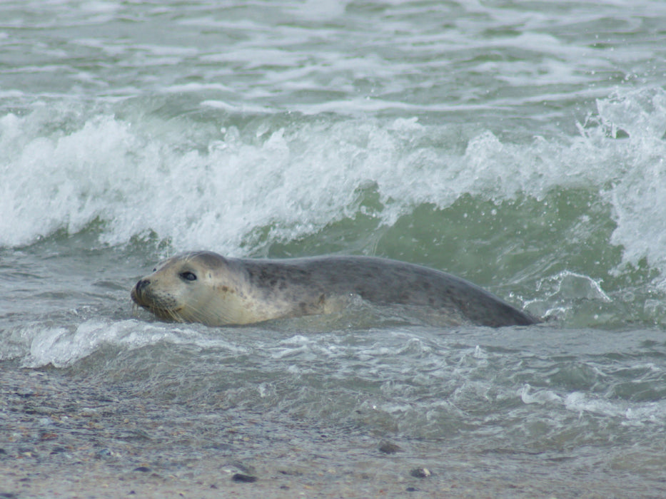 Robbe im Meer - CALVENDO Foto-Puzzle - calvendoverlag 29.99