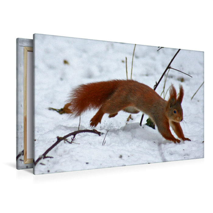 Premium Textil-Leinwand Premium Textil-Leinwand 120 cm x 80 cm quer Rotes Eichhörnchen im Schnee
